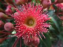 Eucalyptus flower_2 